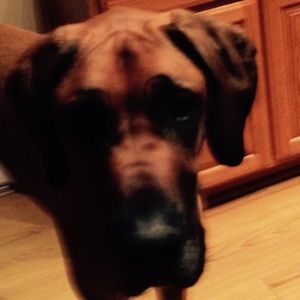 Meet your Posher, Koen